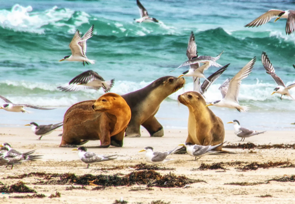 /photos/shares/Australia/0SouthAustralia/KangarooIsland/KangarooIslandSeals.jpg