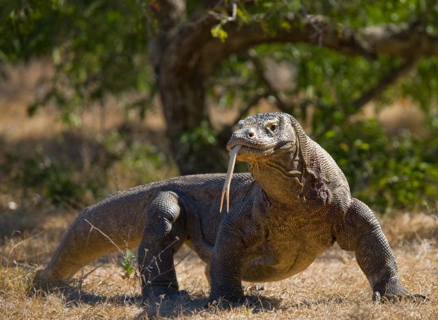 Komodo 3