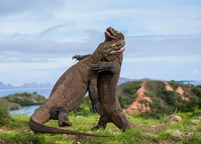 /photos/shares/Indonesia/Komodo/Dragons.jpg