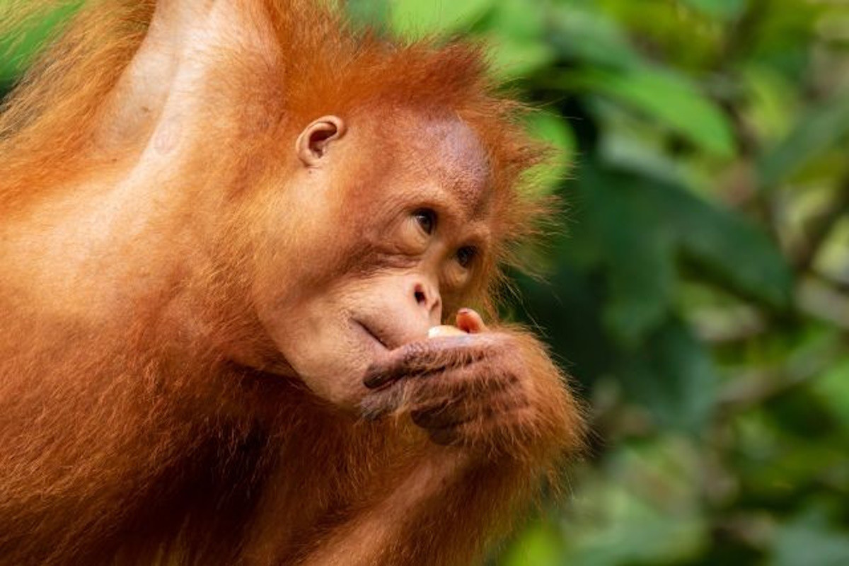 /photos/shares/Malaysia/MalaysiaOrangutan.jpg