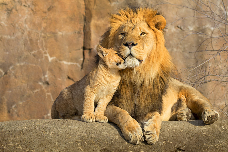 17 Day South Africa and Egypt Tour with Flights